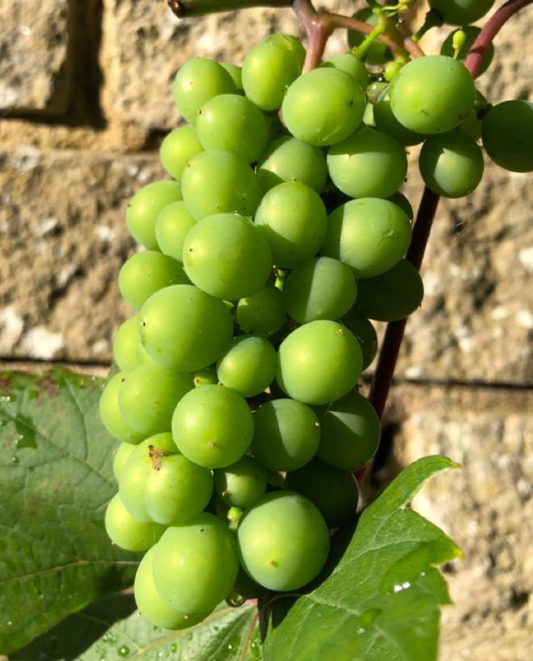 Unripe green grapes on vine